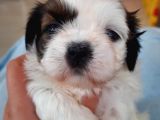 2 Aylik Secereli Shih Tzu Yavrular