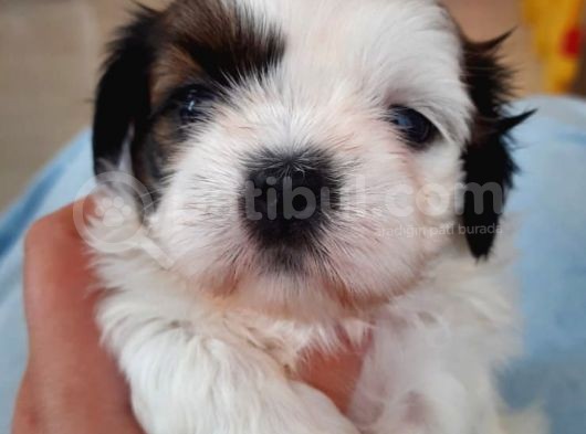 2 Aylik Secereli Shih Tzu Yavrular görsel