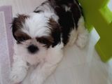 2 Aylik Secereli Shih Tzu Yavrular