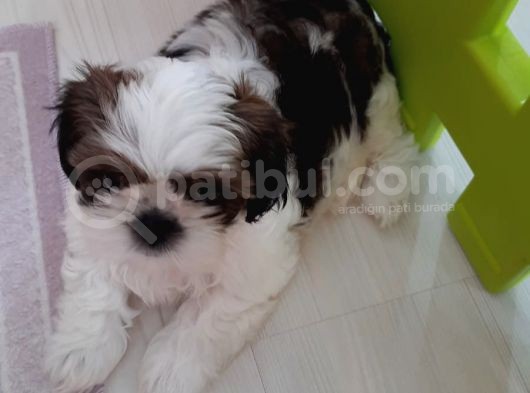 2 Aylik Secereli Shih Tzu Yavrular görsel