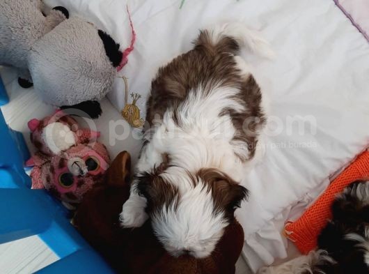2 Aylik Secereli Shih Tzu Yavrular görsel