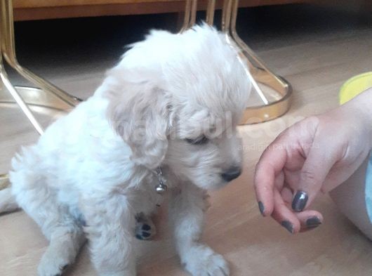 Baby Face Golden Yavrusu Dişi 2 Aylık görsel