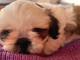 2 Aylik Secereli Shih Tzu Yavrular