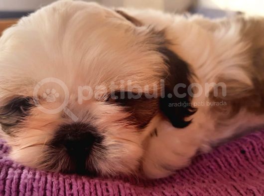 2 Aylik Secereli Shih Tzu Yavrular