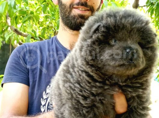 Chow Chow (Çin Aslanı) Yavruları görsel