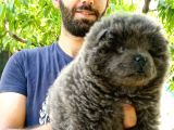 Türkiye De Tek Blue Chow Chow