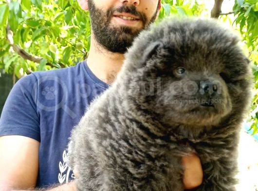 Türkiye De Tek Blue Chow Chow görsel