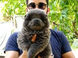 Türkiye De Tek Blue Chow Chow