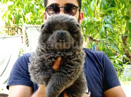 Türkiye De Tek Blue Chow Chow görsel
