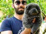 Türkiye De Tek Blue Chow Chow