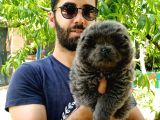 Chow Chow (Çin Aslanı) Yavruları