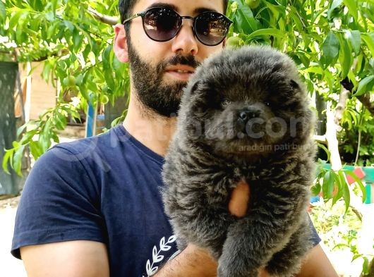 Türkiye De Tek Blue Chow Chow görsel