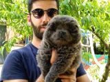 Türkiye De Tek Blue Chow Chow