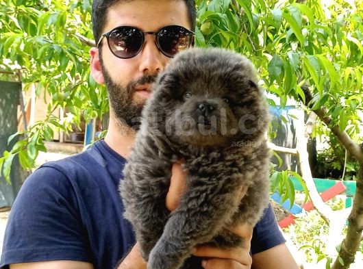 Türkiye De Tek Blue Chow Chow görsel