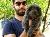 Chow Chow (Çin Aslanı) Yavruları