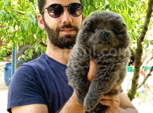 Chow Chow (Çin Aslanı) Yavruları görsel