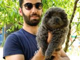 Chow Chow (Çin Aslanı) Yavruları