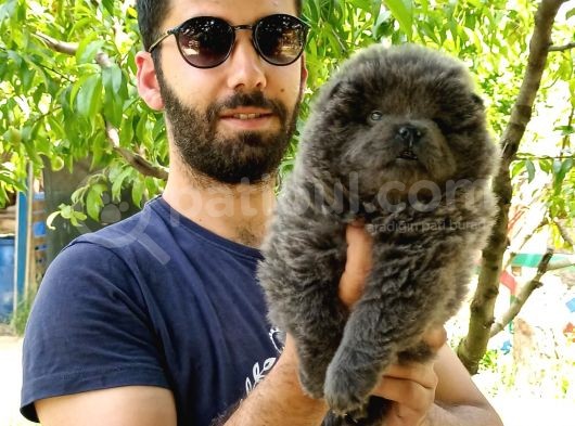 Türkiye De Tek Blue Chow Chow görsel