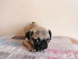 Safkan Pug Mops Yavrular