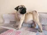 Safkan Pug Mops Yavrular