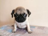 Safkan Pug Mops Yavrular