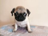 Safkan Pug Mops Yavrular