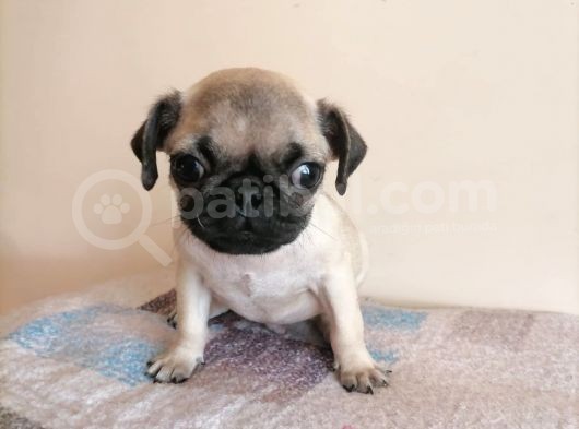 Safkan Pug Mops Yavrular görsel
