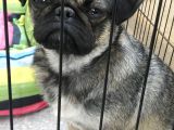 Safkan Pug