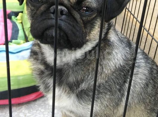 Safkan Pug görsel