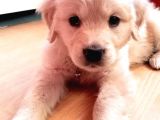 Baby Face Golden Yavrusu Dişi 2 Aylık