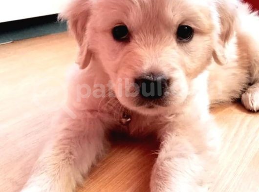 Baby Face Golden Yavrusu Dişi 2 Aylık