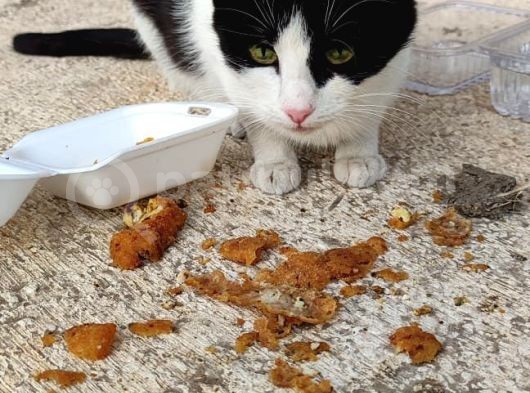 Evden Atılmış Kedi görsel