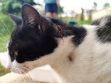 Evden Atılmış Kedi