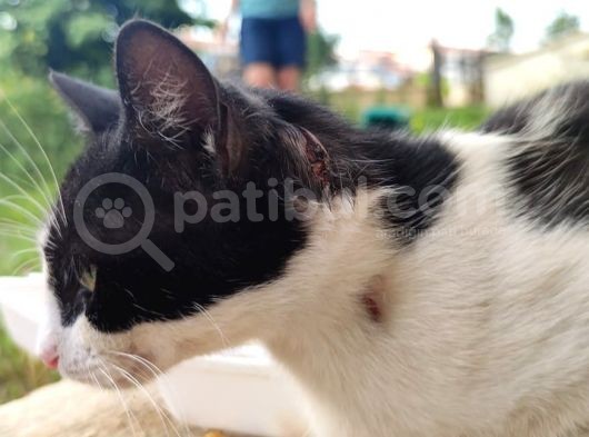 Evden Atılmış Kedi görsel