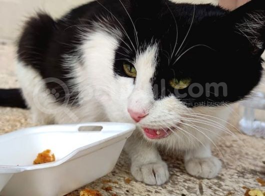 Evden Atılmış Kedi görsel