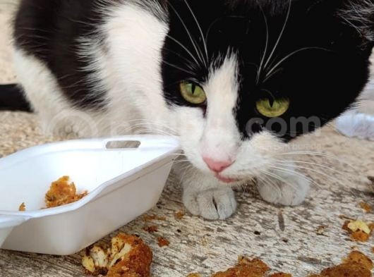 Evden Atılmış Kedi görsel