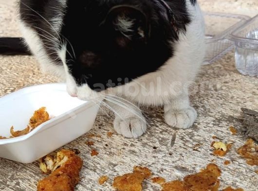 Evden Atılmış Kedi görsel