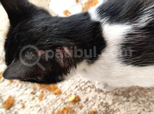 Evden Atılmış Kedi görsel