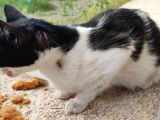 Evden Atılmış Kedi