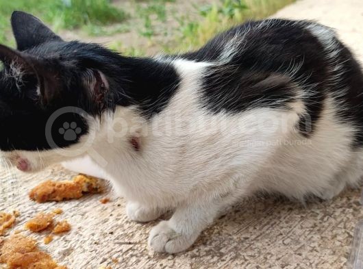 Evden Atılmış Kedi görsel