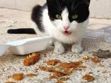 Evden Atılmış Kedi