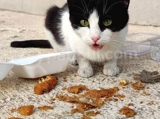Evden Atılmış Kedi