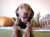 Harika Labrador Yavrular