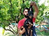 Doberman Yavrularımız