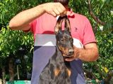 Doberman Yavrularımız