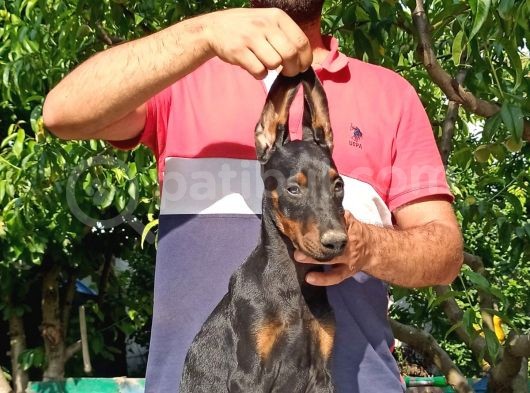 Doberman Yavrularımız görsel