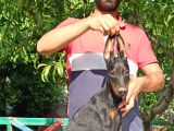 Doberman Yavrularımız