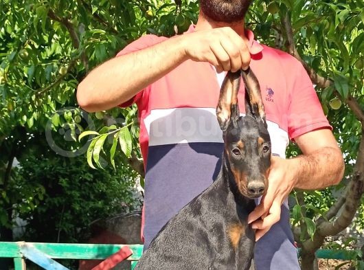Doberman Yavrularımız görsel