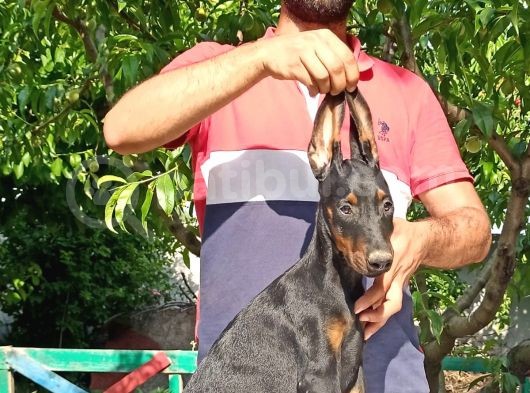 Doberman Yavrularımız görsel