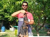 Doberman Yavrularımız
